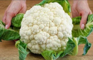 fresh cauliflower head before preparing crispy baked cauliflower recipe