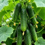 Fresh green cucumbers growing vertically in a container garden