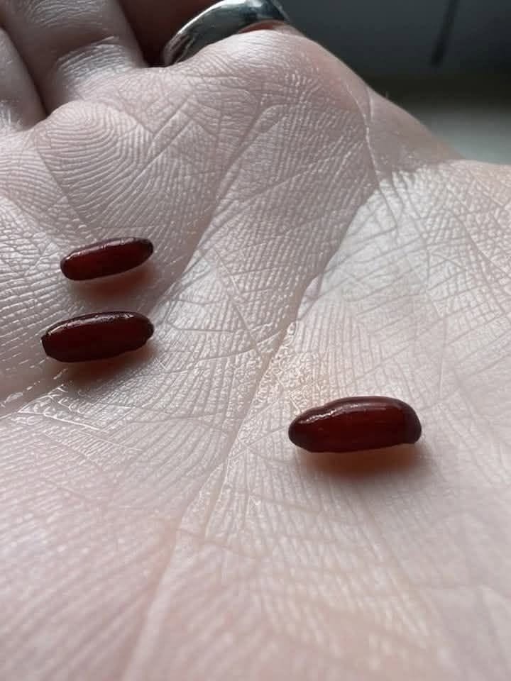 what is this on my bed with small reddish brown objects
