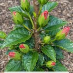Pink tropical hibiscus buds developing among glossy green leaves in a garden