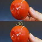How to Use Overripe Tomatoes: ripe tomato ready for cooking