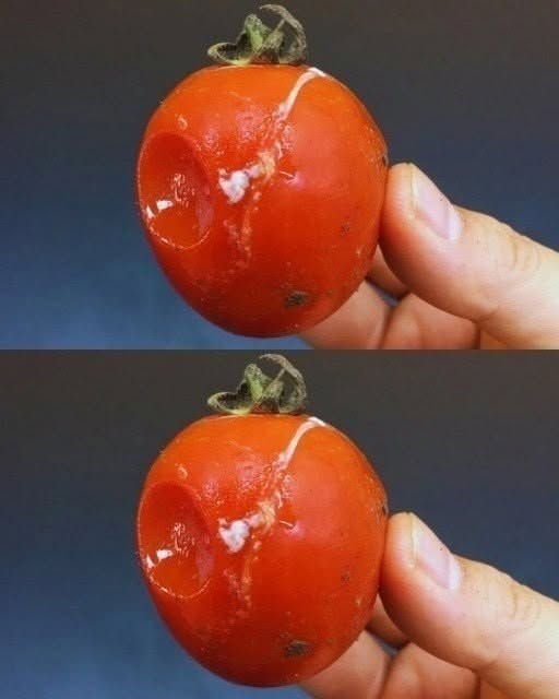 How to Use Overripe Tomatoes: ripe tomato ready for cooking