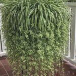 Indoor hanging plants growing beautifully on a balcony with green leaves