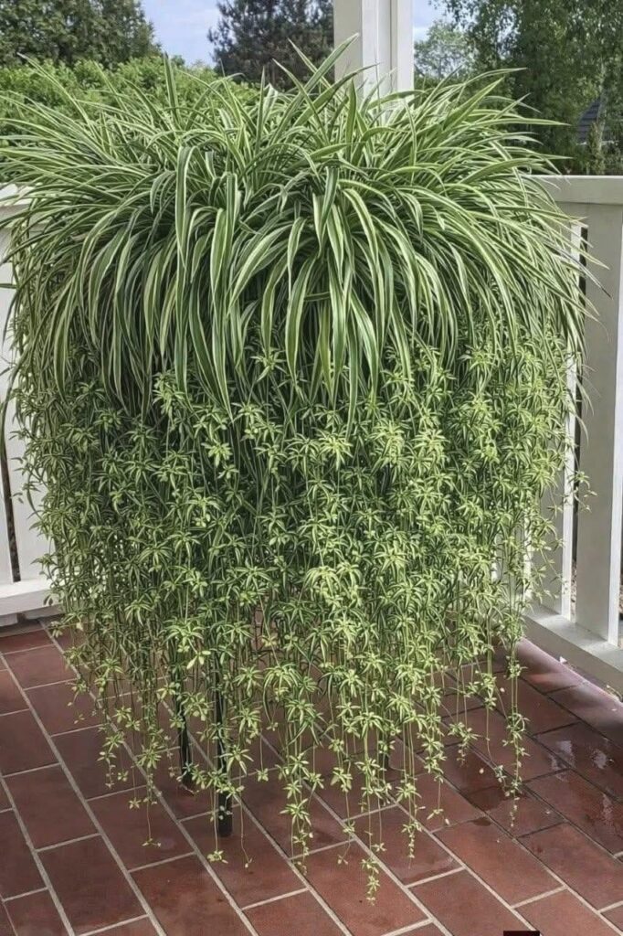 Indoor hanging plants growing beautifully on a balcony with green leaves