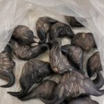 Black two-horned water caltrop fruits collected inside a plastic bag