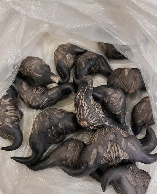 Black two-horned water caltrop fruits collected inside a plastic bag