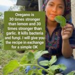 oregano benefits shown with fresh green oregano leaves