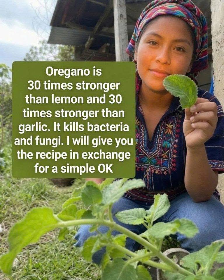 oregano benefits shown with fresh green oregano leaves